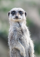 Obraz premium A meerkat stands alert, scanning its surroundings for danger. Meerkats are social animals known for their cooperative behavior and vigilance.