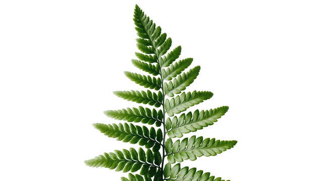 Isolated fresh green fern frond with intricate leaf structure, vibrant botanical detail