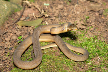 Obraz premium A beautiful adult southern brown egg eater (Dasypeltis inornata) in the wild. A harmless snake from KwaZulu-Natal, South Africa