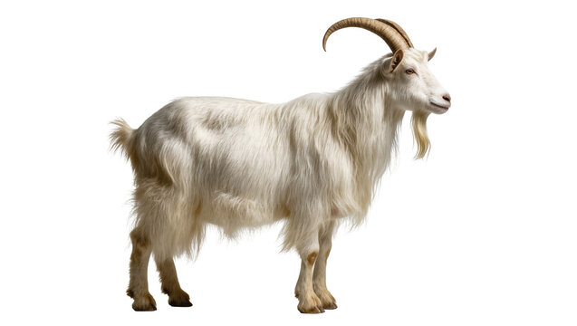 Isolated white long-haired goat with impressive curved horns standing gracefully