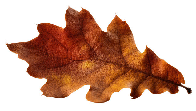 Isolated vibrant textured autumn oak leaf showing beautiful warm brown orange red colors