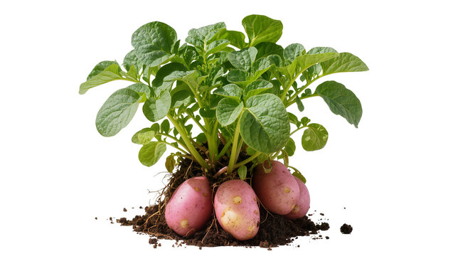 Isolated fresh red potato plant with green leaves and tubers showing roots and soil