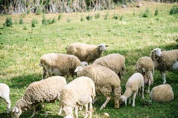 Fototapeta premium Flock of sheep grazing green pasture field