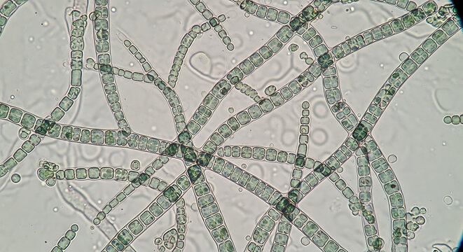 Detailed microscopic magnification of fungal hyphae filaments showcasing intricate segmented tubular cell structures and transparent biological textures in a laboratory scientific setting.