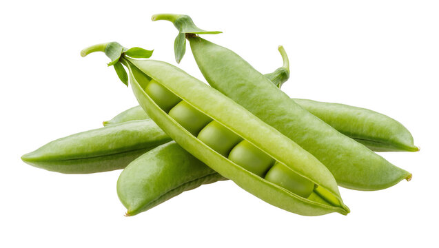 Isolated fresh green pea pods, one opened revealing vibrant healthy round organic peas