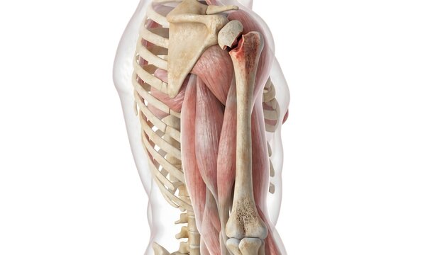 3D medical illustration of a human arm highlighting a fractured humerus bone with a red trauma zone. Features translucent muscles and soft tissue on a clean white background.