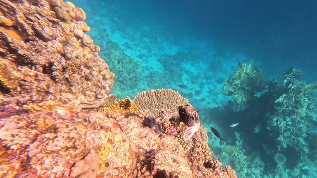 Video Pesce palla mascherato che nuota nella barriera corallina di Sharm el-Sheikh nel mar rosso