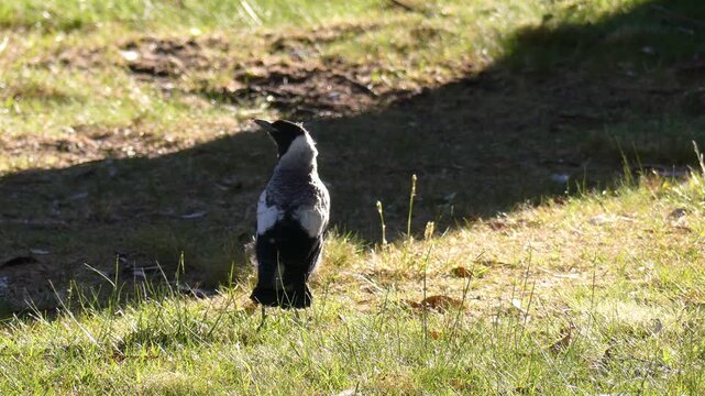 Close up lone Australian magpie baby fledgling standing in grass looking around