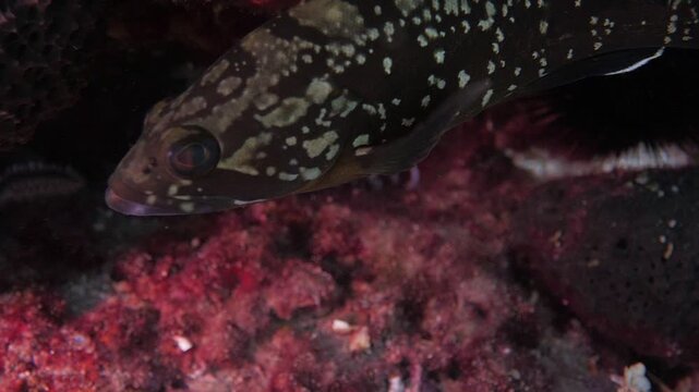 dusky grouper swimming around the diver and curious underwater ocean scenery close up fish
