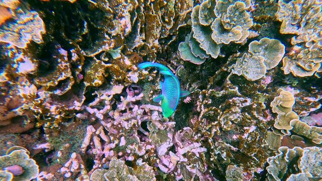 Overhead view during snorkeling, tracking the movement of a Greensnout parrotfish feeding (Scarus spinus) among the dense coral reef showcasing the texture and pattern. Dauin, Philippines