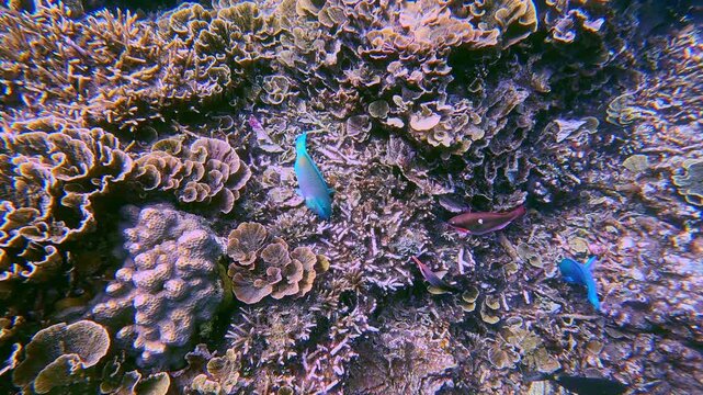 Bird wrasse (gomphosus varius) and Chameleon Parrotfish (Scarus chameleon) feeding amid the intricate texture and pattern of yellow scroll coral (turbinaria reniformis) in Dauin, Philippines