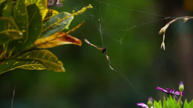 Monarch butterfly trapped in a spider web stretched among green leaves, struggling to escape while a moth briefly passes through the frame, with background foliage softly blurred.