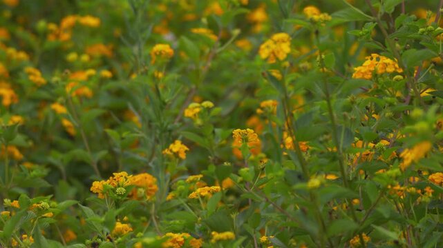 Female long-tailed sylph hummingbird hovering and exploring yellow lantana flowers, sipping nectar and moving among blossoms with leaves filling the frame