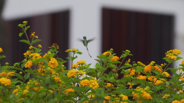 Male cora hummingbird (Thaumastura cora) flying over lantana flowers, turning and feeding, with urban white wall in background.