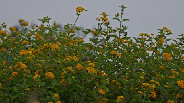 Male cora hummingbird (Thaumastura cora) feeding on yellow lantana flowers in wide shot with lantana plants filling the entire frame.