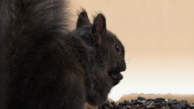 Closeup Grey squirrel eats seeds at feeder against amber sky background