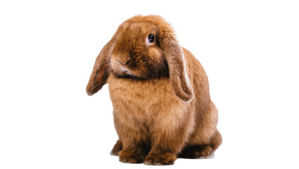 Fototapeta premium Isolated cute fluffy brown Lop rabbit sitting calmly, sweet domestic pet animal portrait