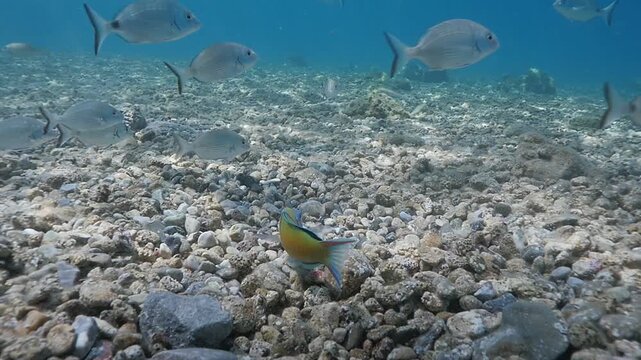 underwater fish scenery from mediterranean  sea breams ocean scenery underwater landscape seabreams  Diplodus sargus