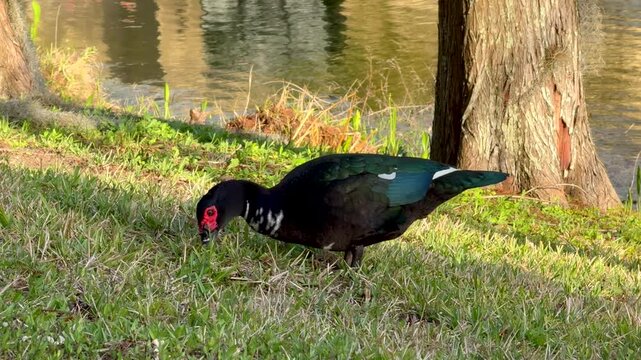 Muscovy duck foraging in the grass