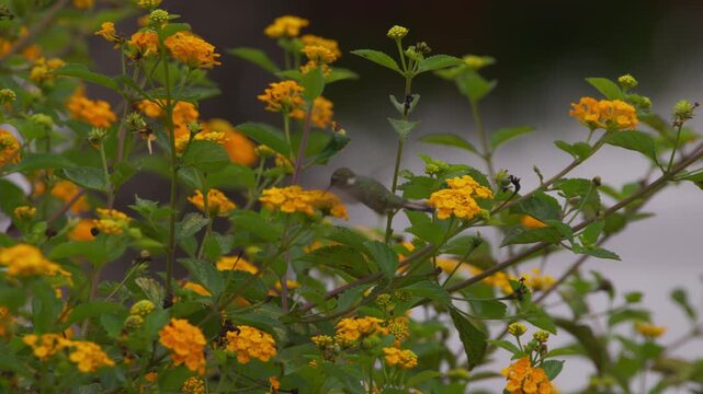 Female cora hummingbird (Thaumastura cora) hovering and feeding on lantana flowers from side view.