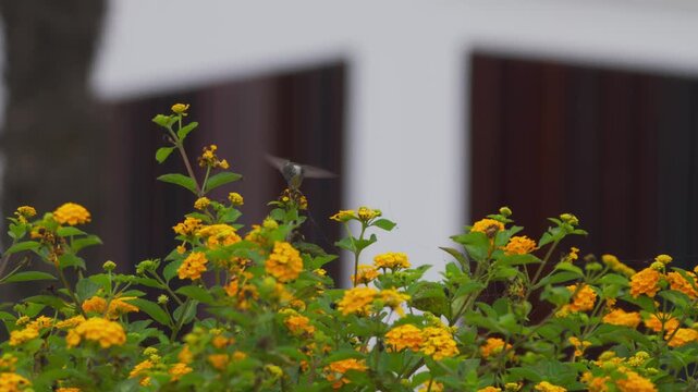 Male cora hummingbird (Thaumastura cora) hovering and turning over urban flowers, with blurred palm trunk and white wall in background.