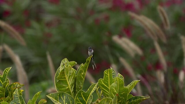 Male cora hummingbird (Thaumastura cora) perched on leaves in a garden, looking around with blurred green and red background.