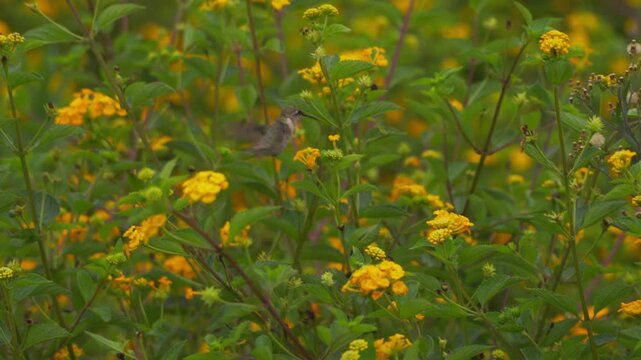 Female cora hummingbird (Thaumastura cora) fluttering over lantana garden, feeding on multiple yellow flowers.
