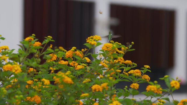 Male cora hummingbird (Thaumastura cora) searching for nectar over flowers, blurred white wall with wooden windows in background.