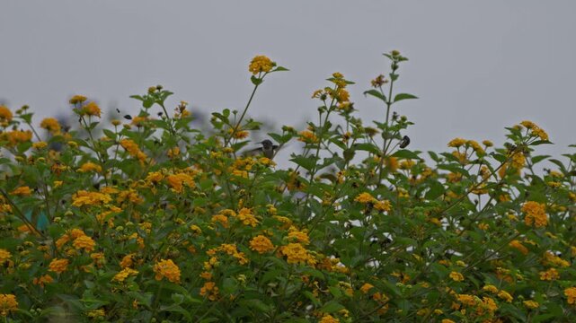 Male cora hummingbird (Thaumastura cora) flying over lantana flowers, feeding from side to side in wide shot.