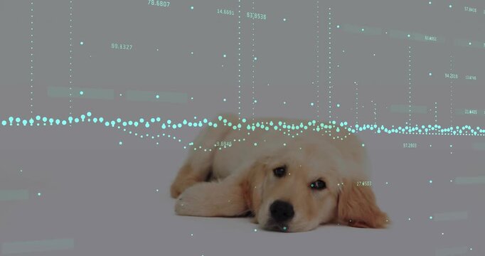 Puppy shifting from propped into resting, relaxing, turquoise tech overlay animating over puppy