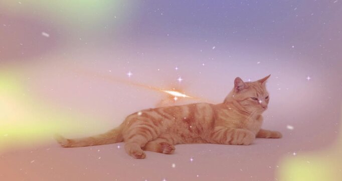 Orange tabby cat lying soft set, comet trail passing causing head turning, stars glowing for ads