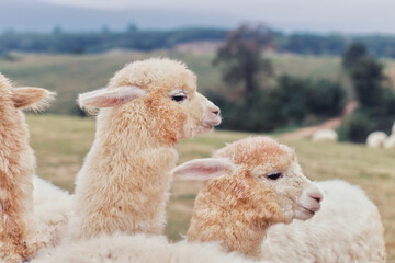 Fototapeta premium A side profile shot of adorable fluffy alpacas with thick white wool, relaxing in a vast rural pasture under a soft cloudy sky.