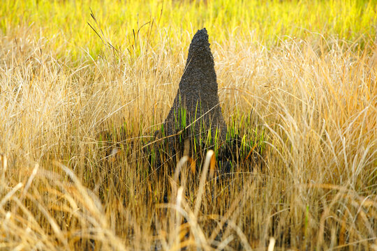 This captivating image showcases tall termite mounds amidst vibrant green grass, highlighting the intricate relationship between insects and their environment in a natural setting.