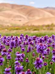 Obraz premium Beautiful shot of a field of purple mulleins in the background of hills.