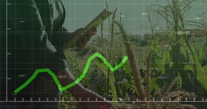 Reacting to green graph, farmer in shirt checking tablet and inspecting cornfield crops, copy space