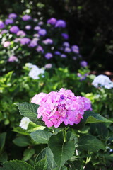 Fototapeta premium 梅雨の晴れ間に咲く紫陽花