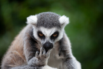 Portrait of a lemur against green vegetation © Shchipkova Elena