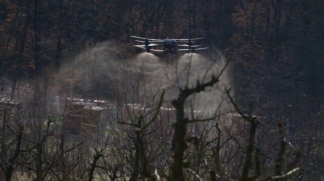 Agricultural Drone Sprays Crop Protection Mist Over Pruned Fruit Trees in Smart Farming