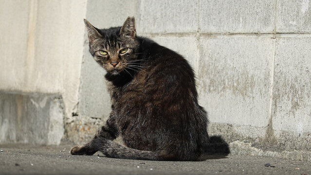 かわいいのらねこ