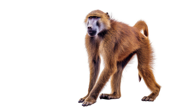Isolated baboon, a wild African primate mammal, standing with brown fur, full body side view.