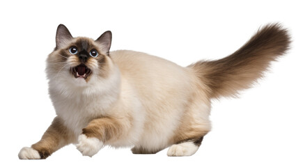 Isolated fluffy seal point cat with wide blue eyes and open mouth in an active pose. © Agata