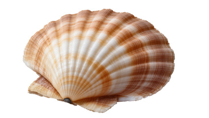 Isolated beautiful brown and white scallop seashell, natural marine object studio shot © Agata