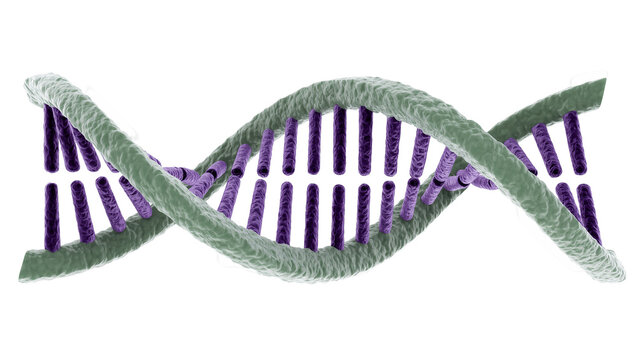 Isolated detailed 3D rendering of DNA double helix, the essential genetic material