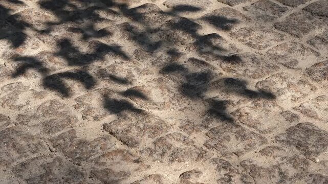 Shadows from trees on the sidewalk, space for text