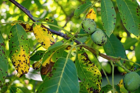 Walnut anthracnose or walnut black spot - Gnomonia (Ophiognomonia) leptostyla, fungal plant pathogen
