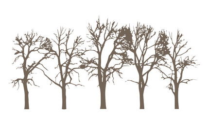 Obraz premium Bare Deciduous Trees Silhouette Graphic Element for Winter Designs