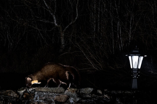 A pine marten sniffs the ground near a garden lamp at night, likely searching for food or exploring its territory.