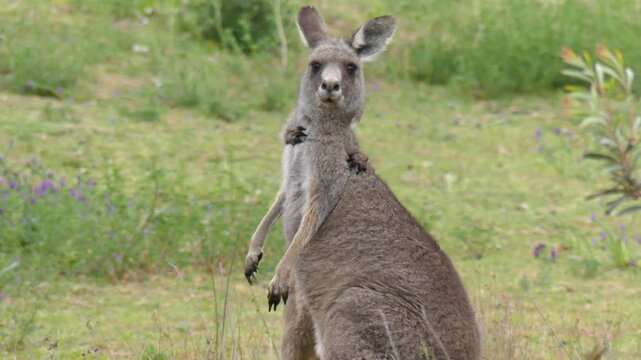 Eastern grey kangaroo baby joey climbing and wrestling fighting mother australia