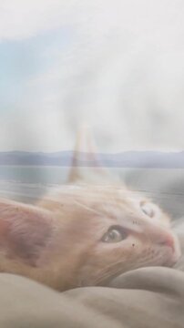 Vertical video: Kitten lifting head tracking pale window light curious petcare clip with focus glow