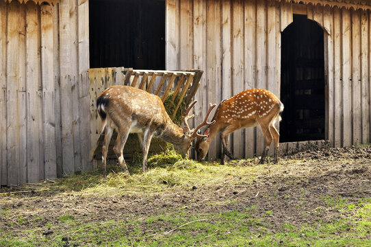 Young whitetail deers eating grass in the park